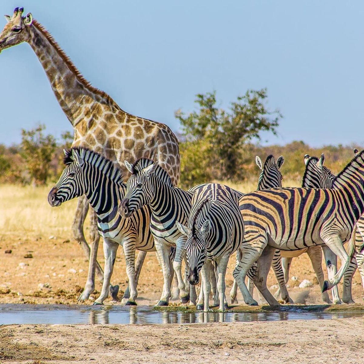 Las Vegas/Bakersfield