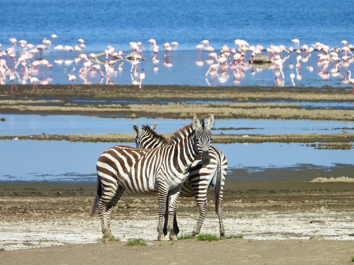 Top Safari Destinations in Kenya Every Wildlife Lover Should Visit