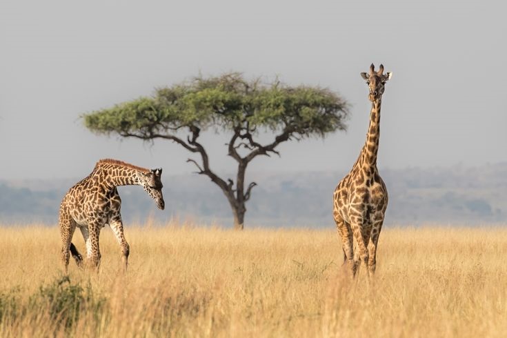 3 Days Masai Mara Wildlife Safari from Nairobi